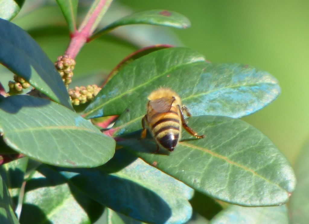 Bombo?  No, Apis mellifera ligustica